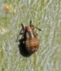 Stictopleurus sp.